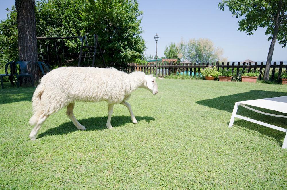 Agriturismo Ca'De'Gatti Faença Exterior foto