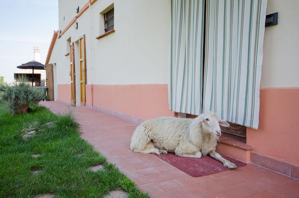 Agriturismo Ca'De'Gatti Faença Exterior foto